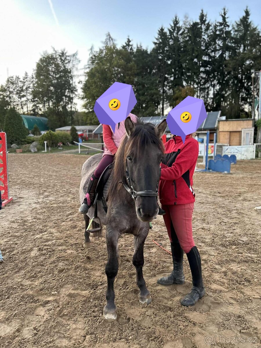Pony valach 4roky - 2