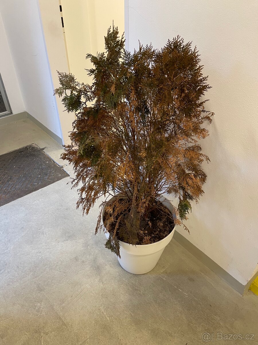 Darují zakrslou túji - 2