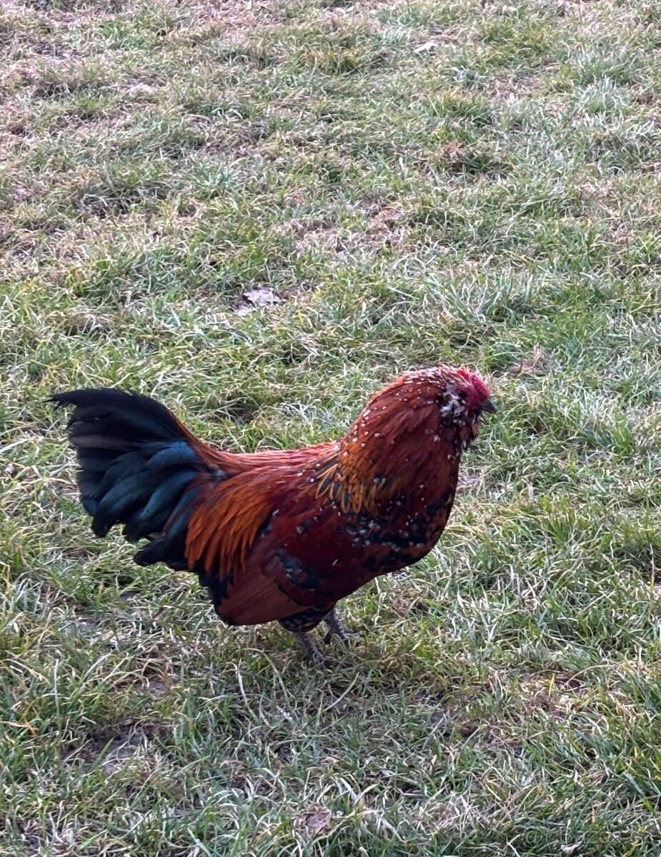 Antverpský vousáč - 2