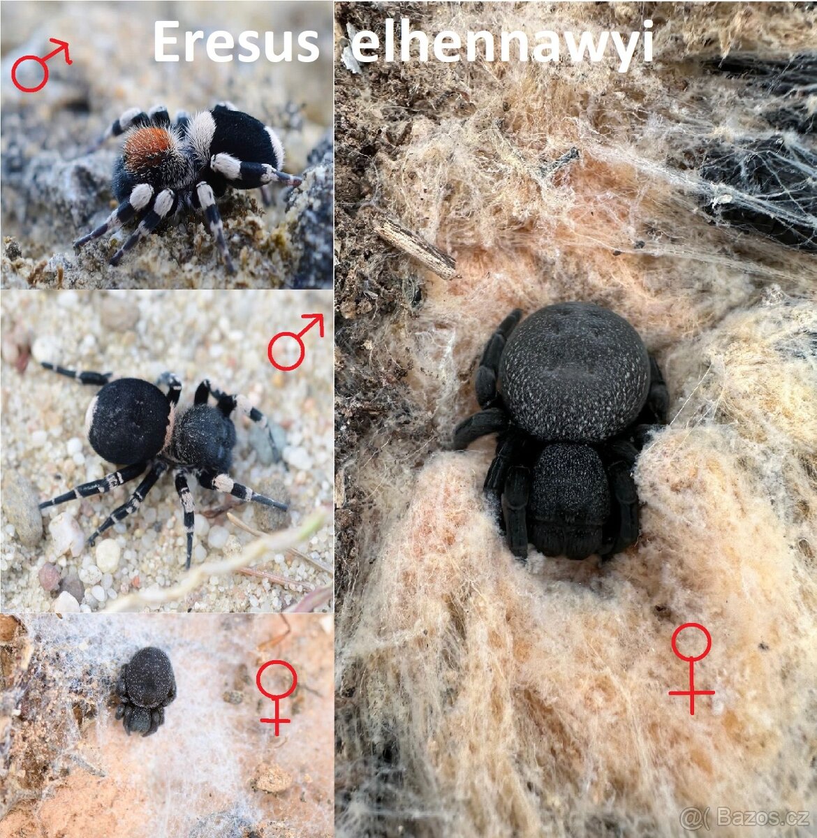 Stepníci rodu Eresus - 3 druhy - 2