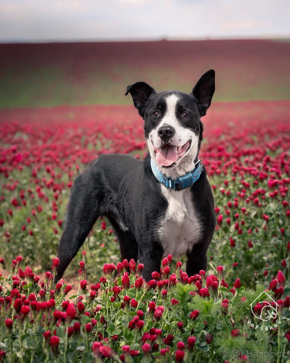 Kříženec molose - 2