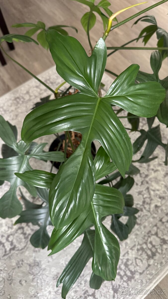 Prodám Philodendron Florida Green - 2