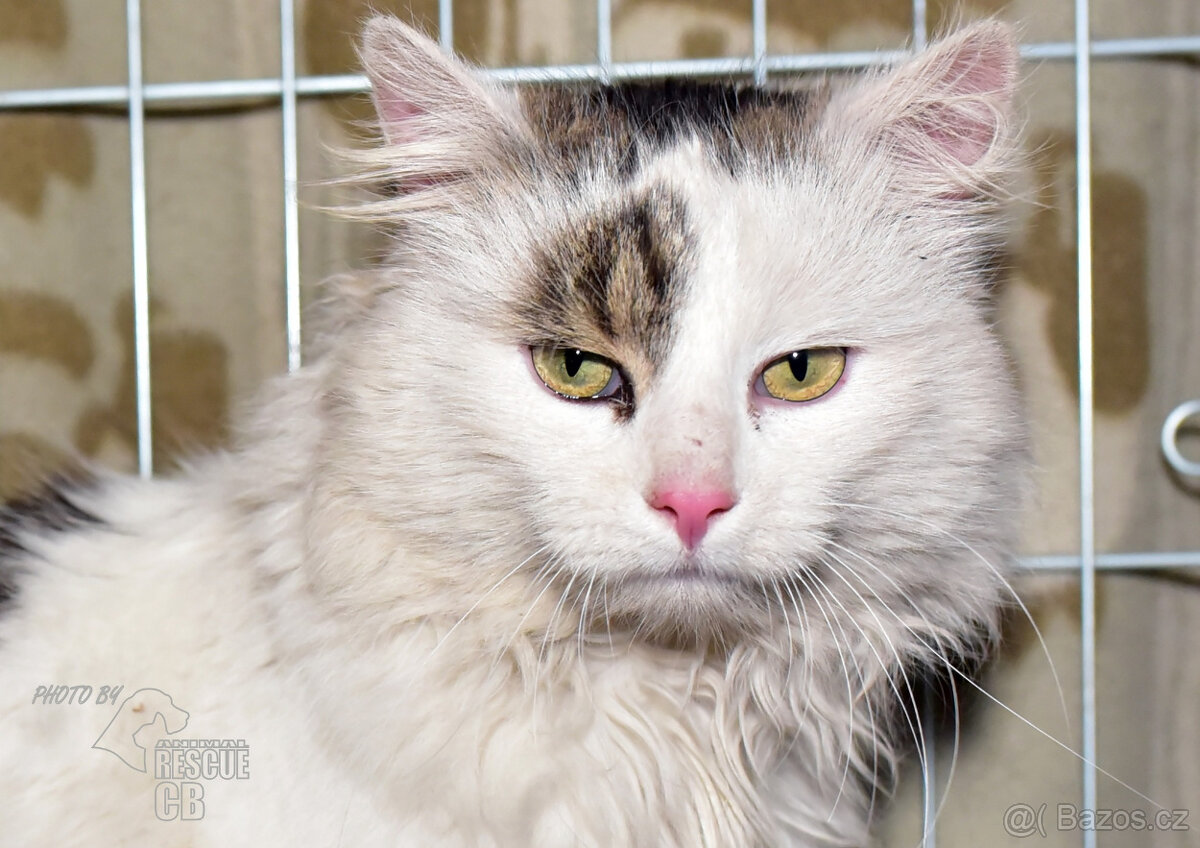 Darujeme nalezeného kocoura - 2