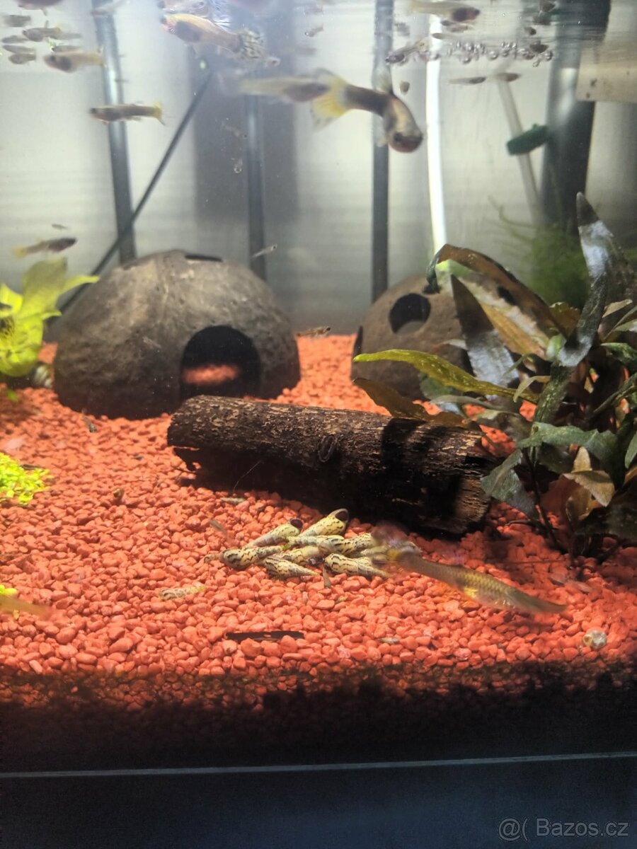 Endlerky,Pavý očka,Piskořky - 2