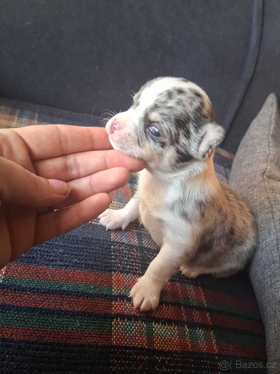 Štěňata civava - 2