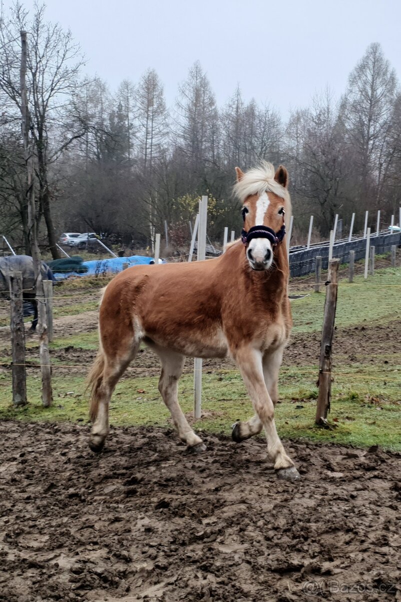 hafling - kobyla - 2