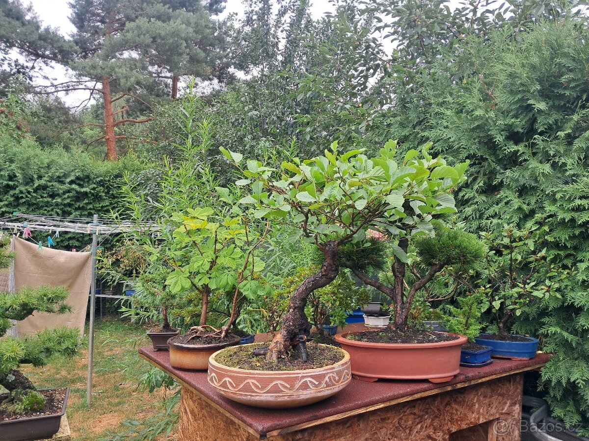 Bonsaj,bonsai - 2