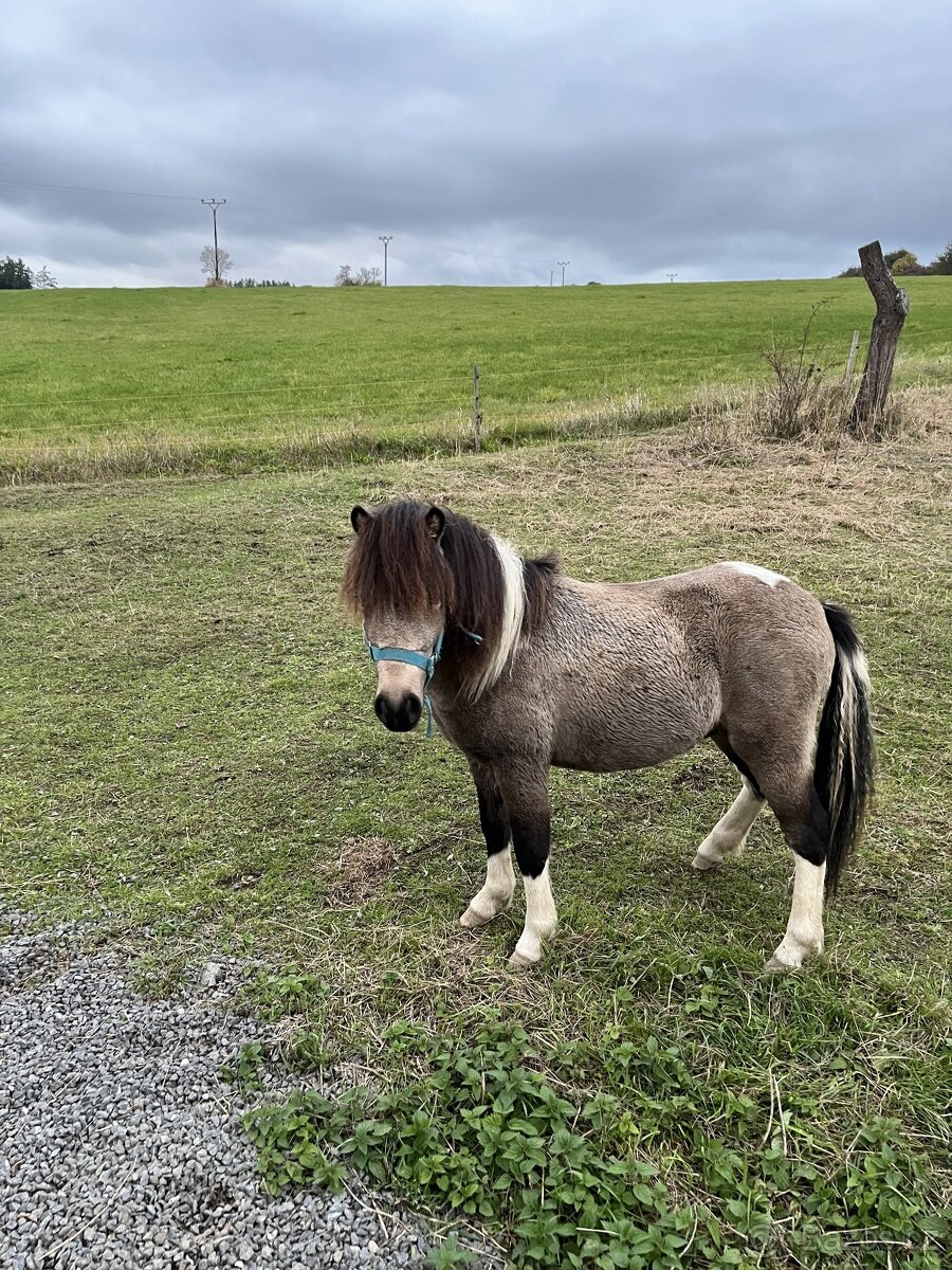 Hřebeček Pony - 2