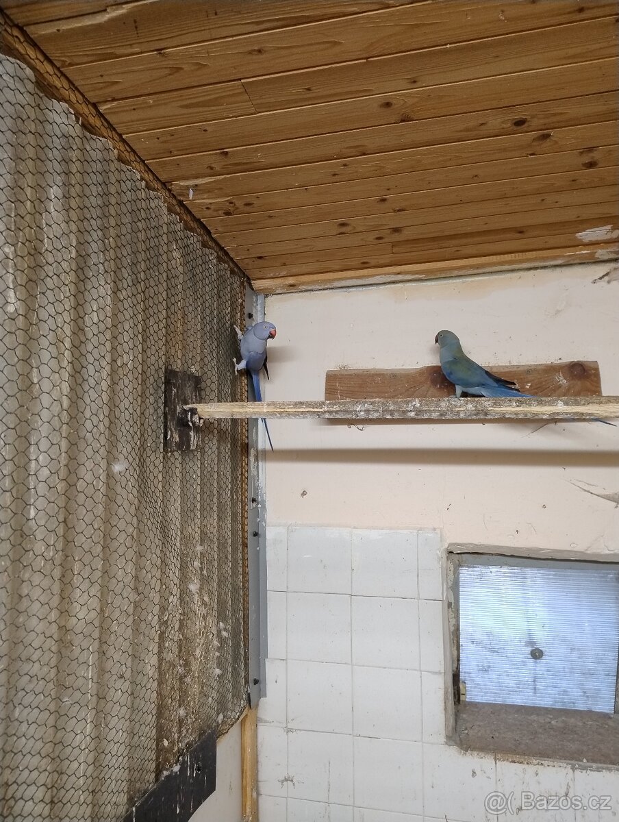 0.2 Alexandr malý Violetta - 2