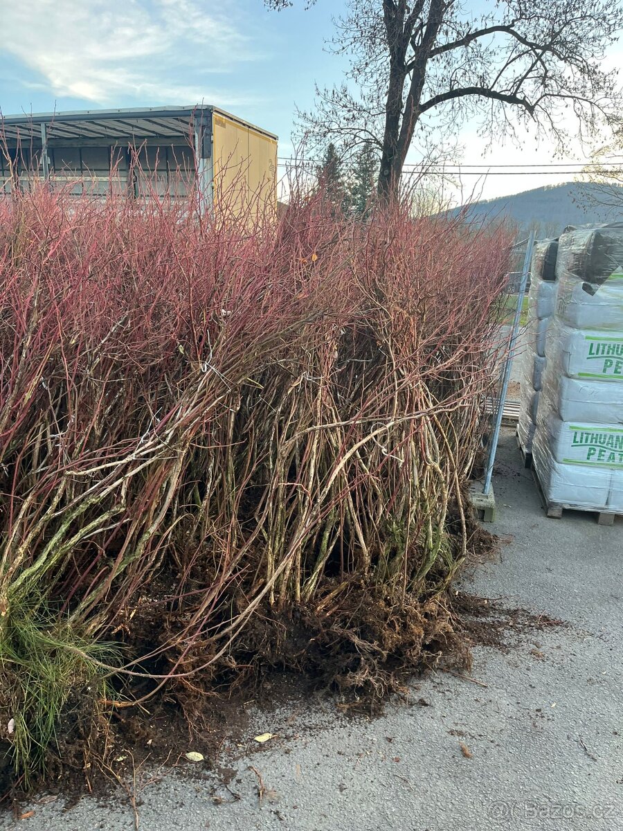 9 lete kanadské borůvky TRINEC 500kc - 2