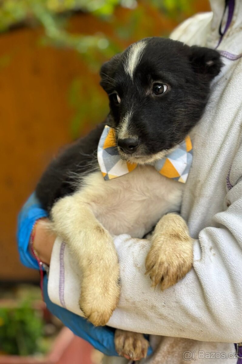 DIANKA - štěně, fenečka 3-4 měsíce - 2