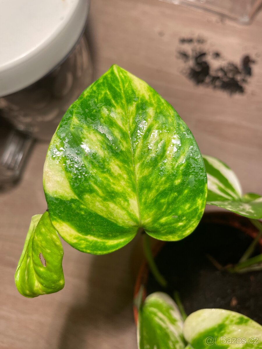 Šplhavnice zlatá (Epipremnum aureum golden) - 2