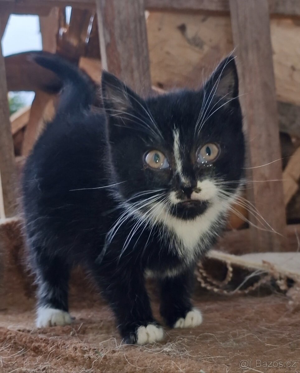 Zdarma do dobrých rukou - 2