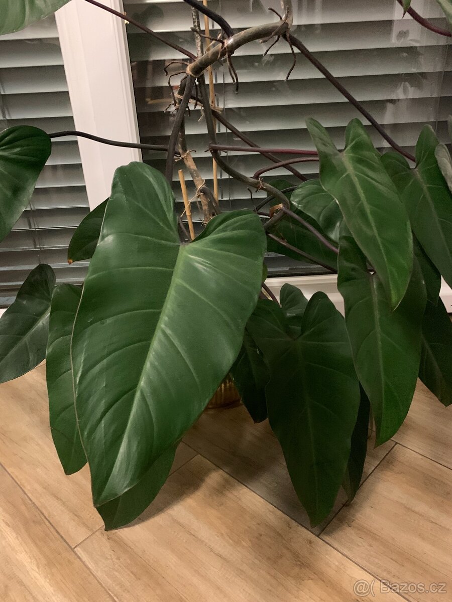 Philodendron - 2