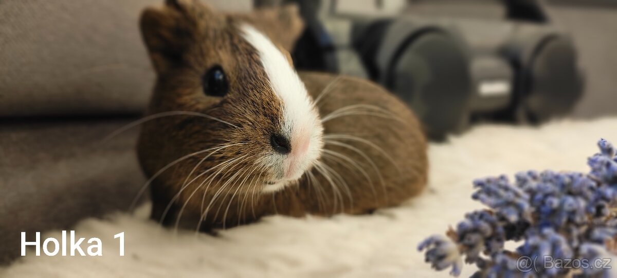 Prodám morčata - 2