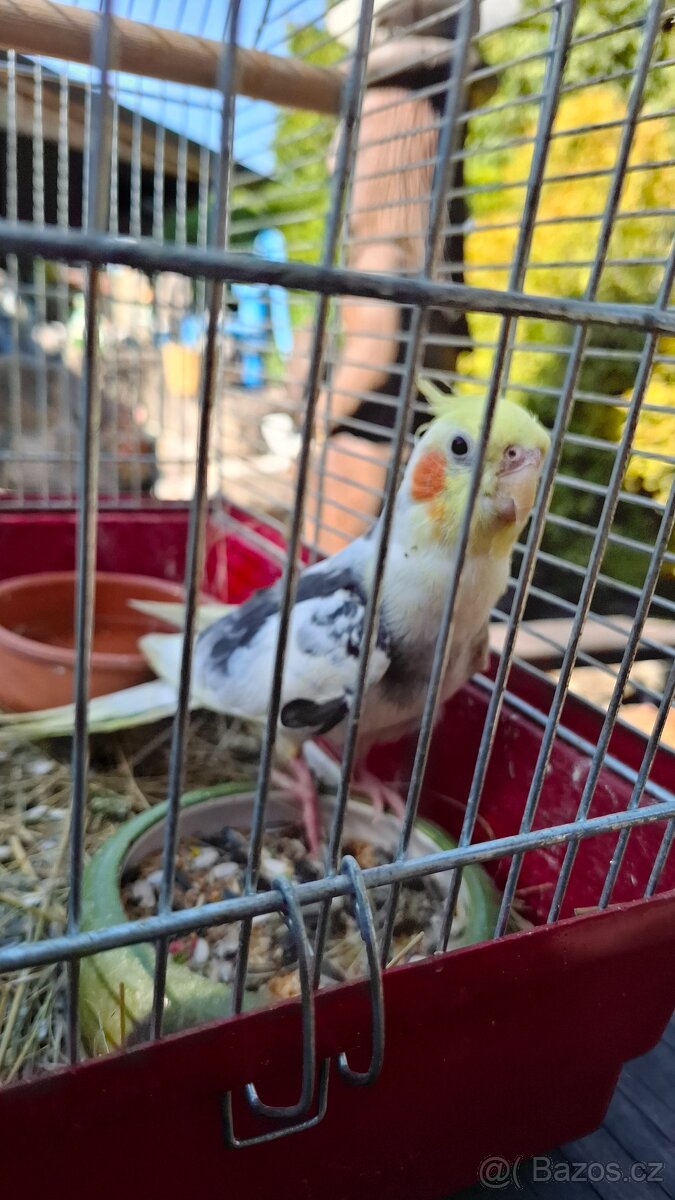 Korela chocholatá samec - 2