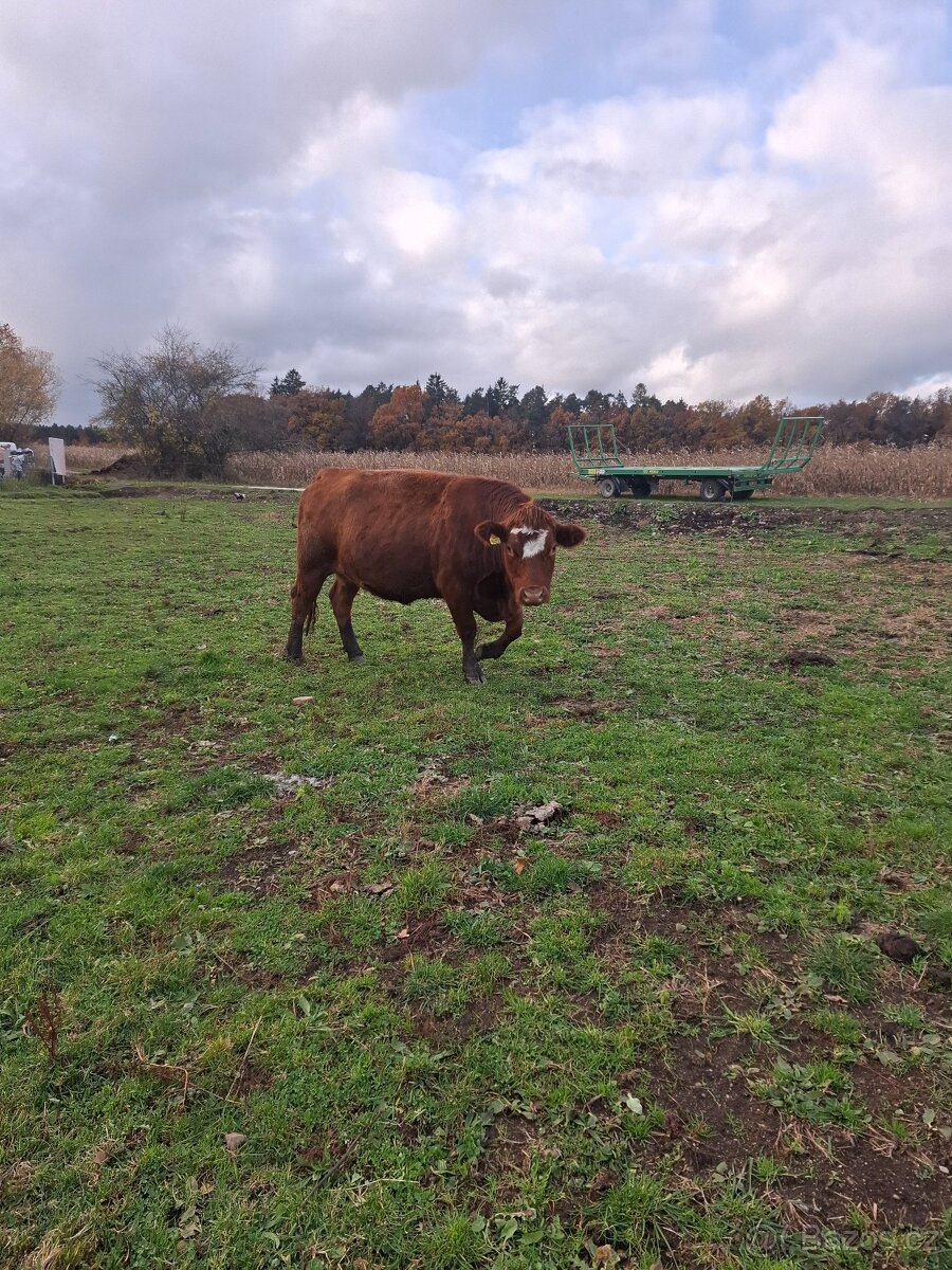 Březí kráva - 2