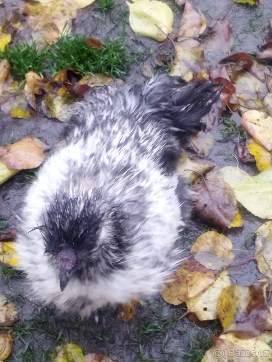 Prodám dva kohoutky Hedvabničy - 2