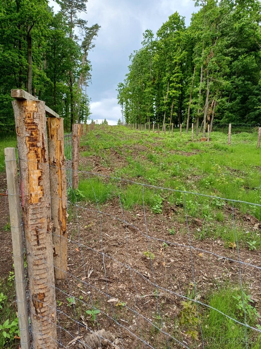 Prodej lesa Klisinec 9634m2 - 2