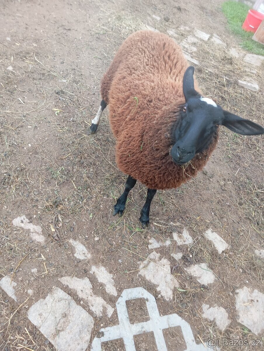 vf beran a nepřibuzná ovce - 2
