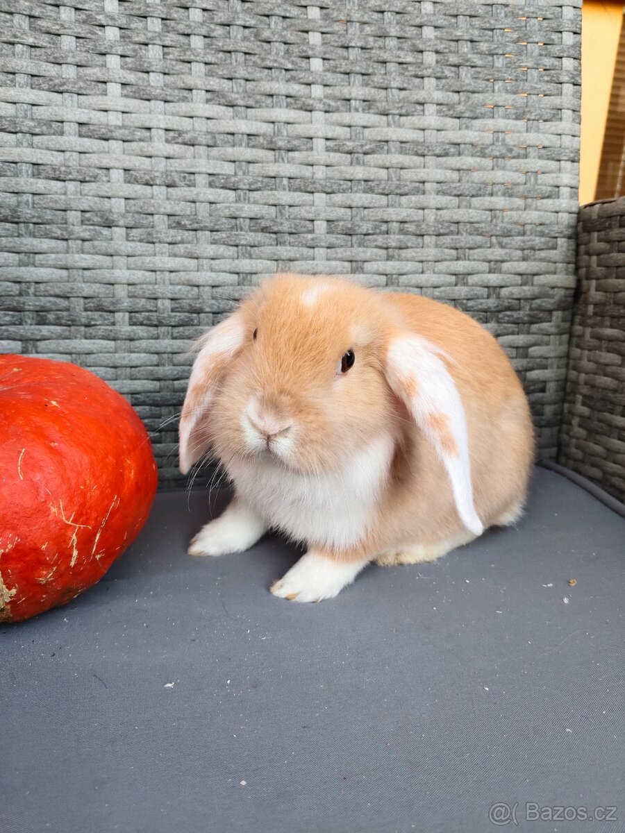 Zakrslý králíček, králík, samec, beránek Julián - 2