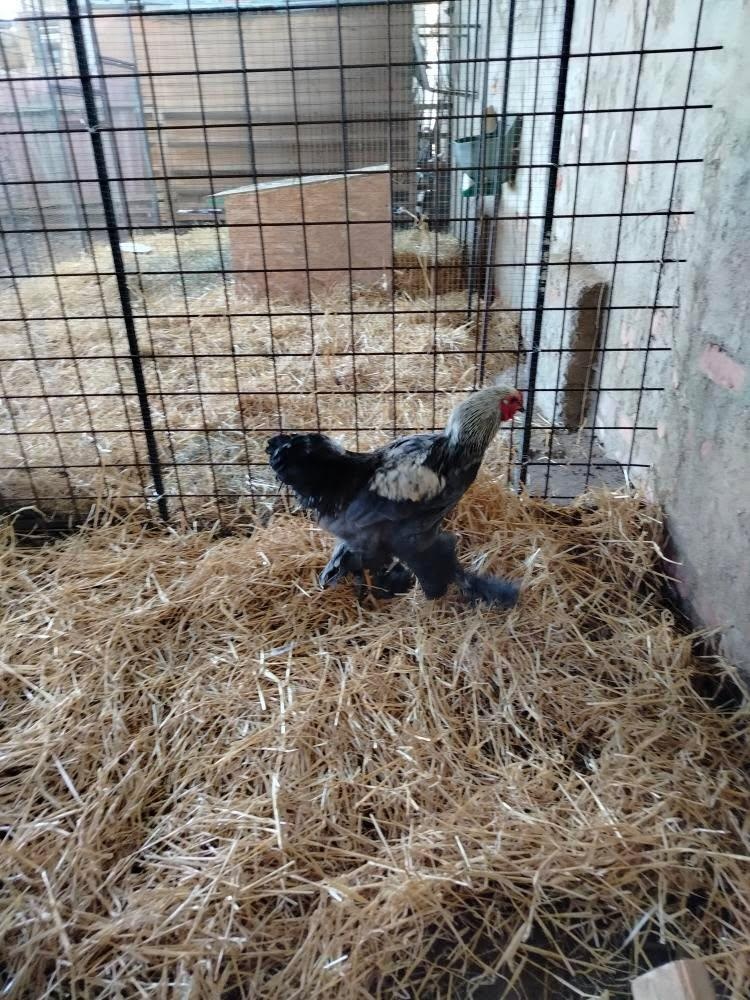 Brahmanka velká - kohout - 2