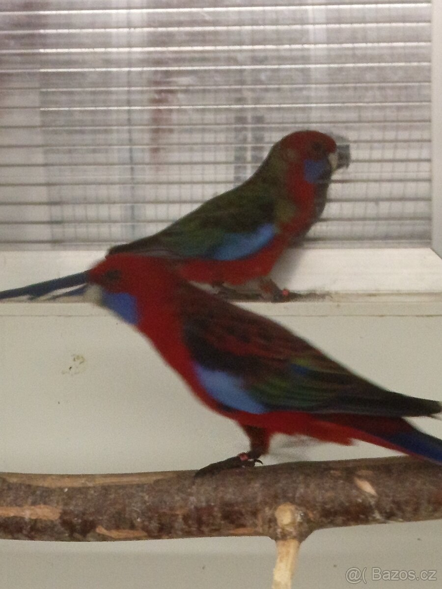 Rozela Pennantova - 2