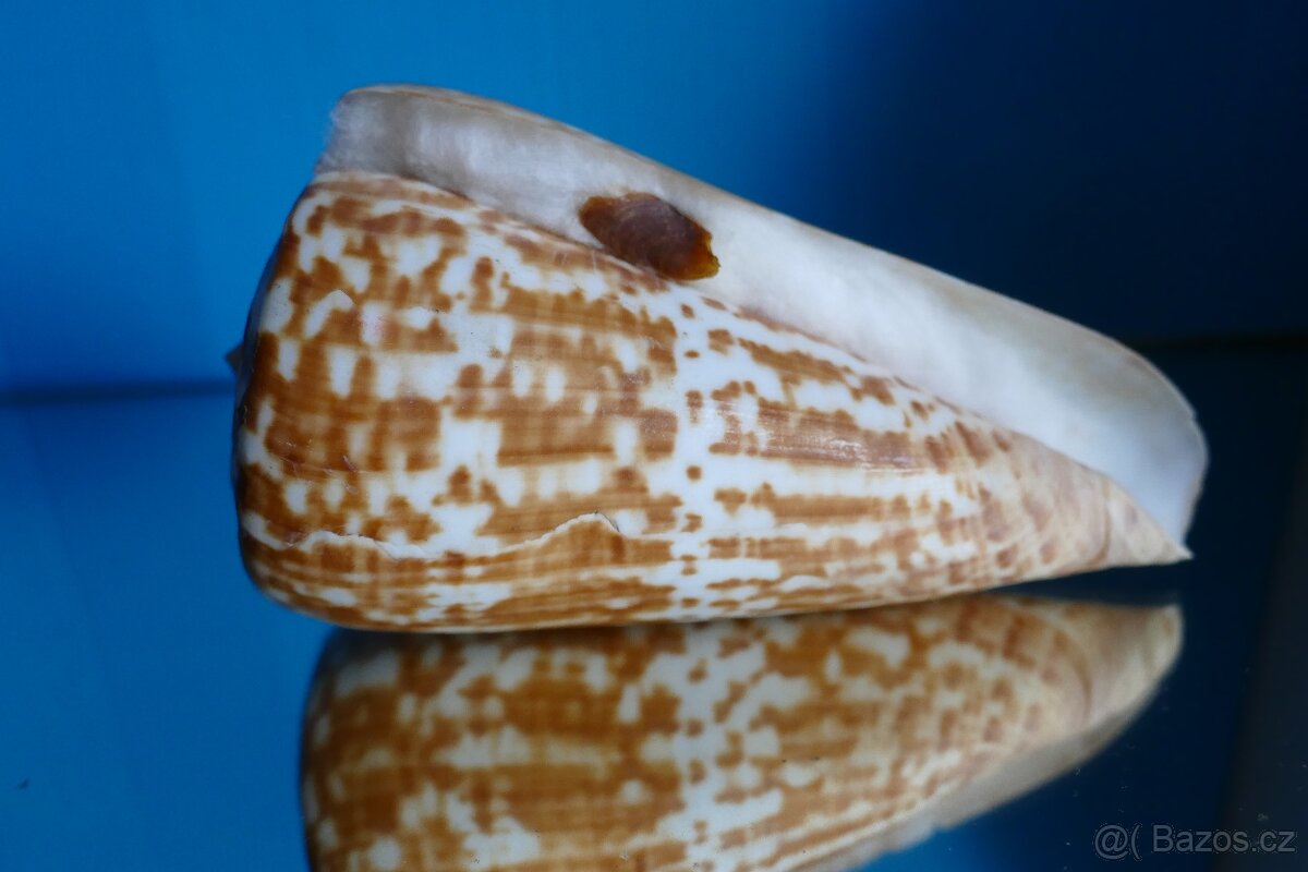 Conus pulcher XL s operculem - 2
