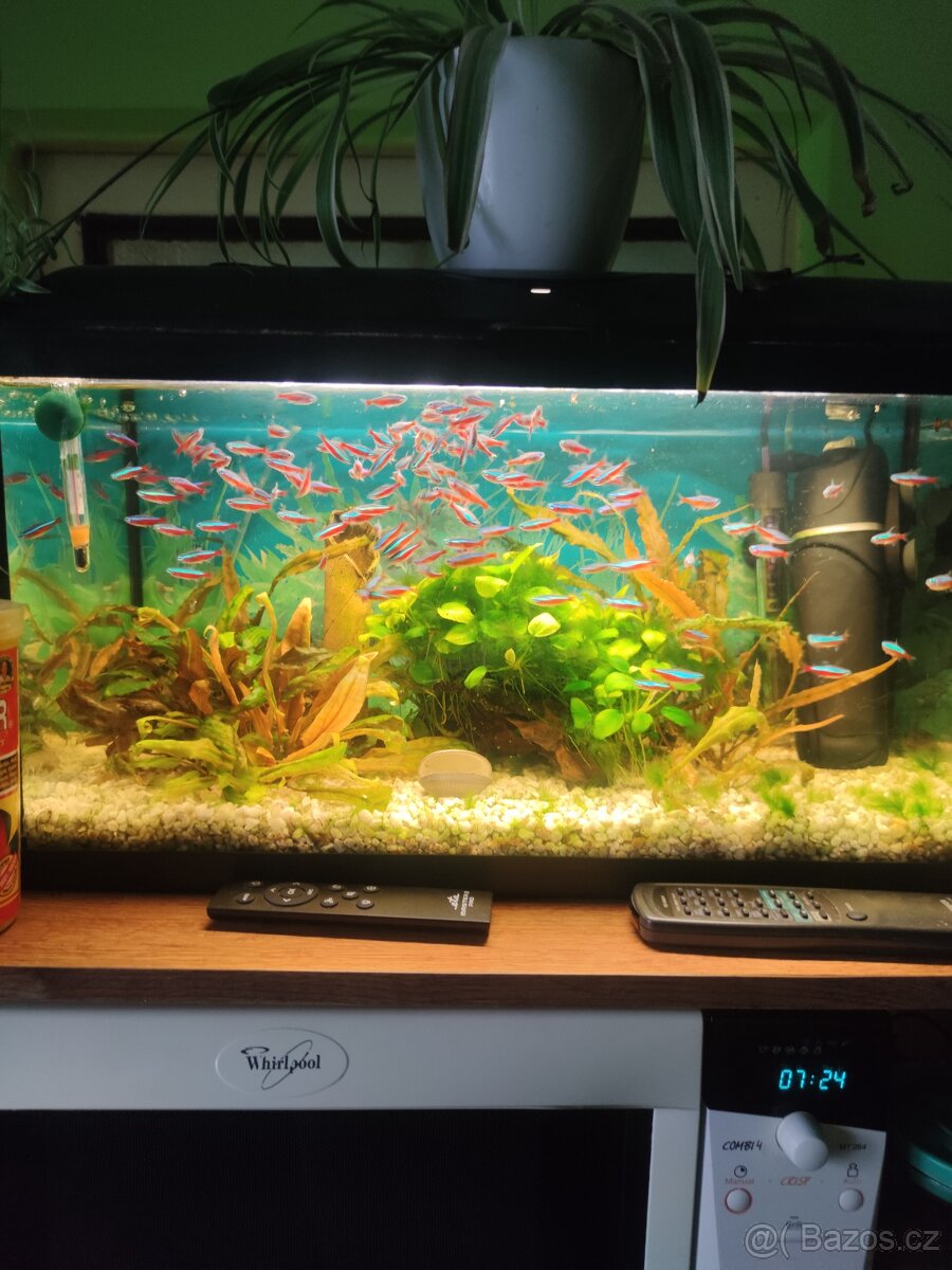 Akváriu - 2