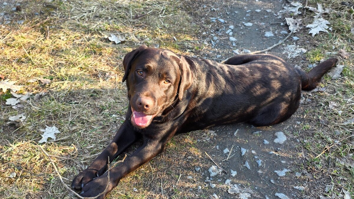 Krytí labradorem - 2