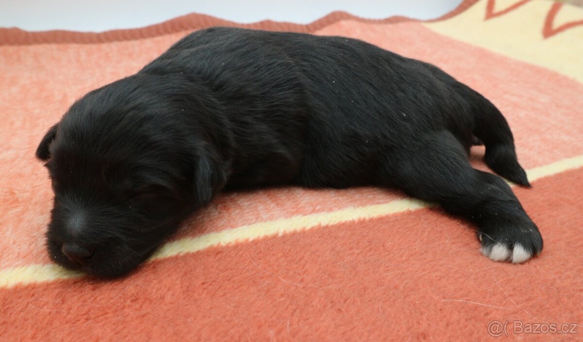 Pyrenejský ovčák - štěňátka s PP - 2