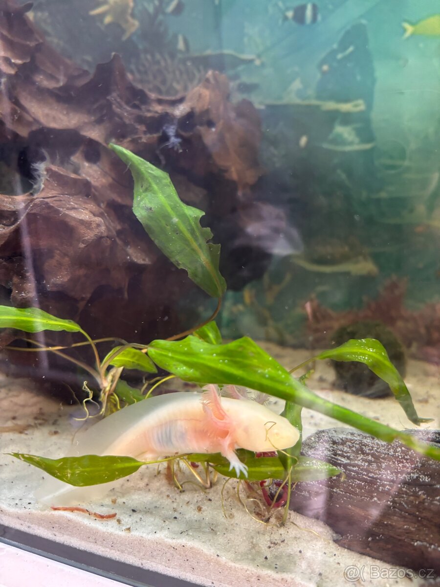Axolotl - 2