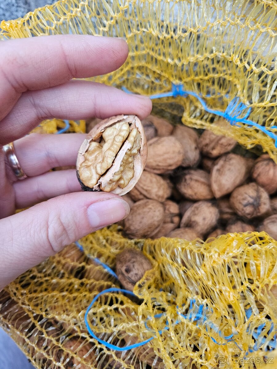 Vlašské ořechy - letošní - 2