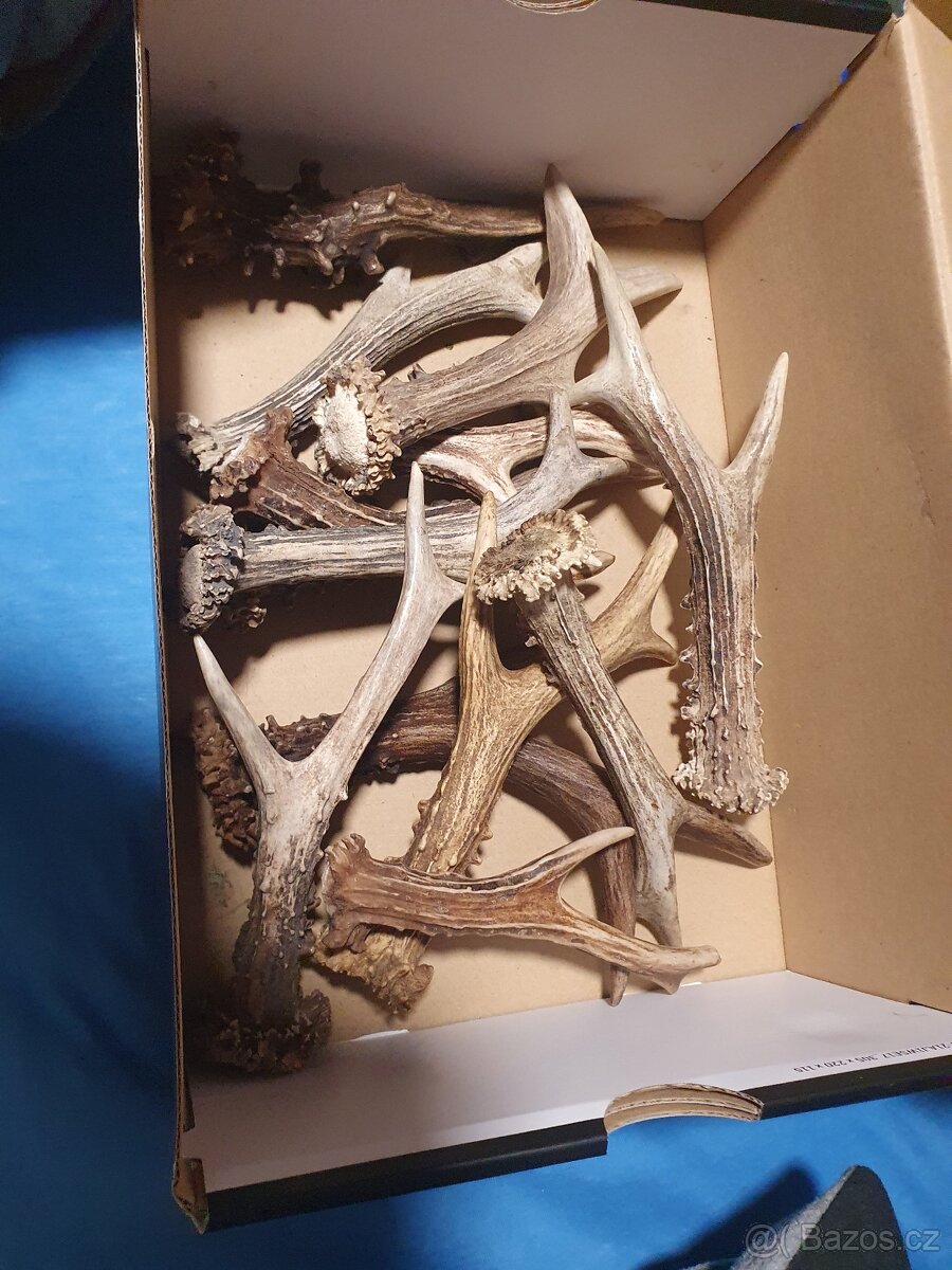 Parozi pro psy shozy - 2