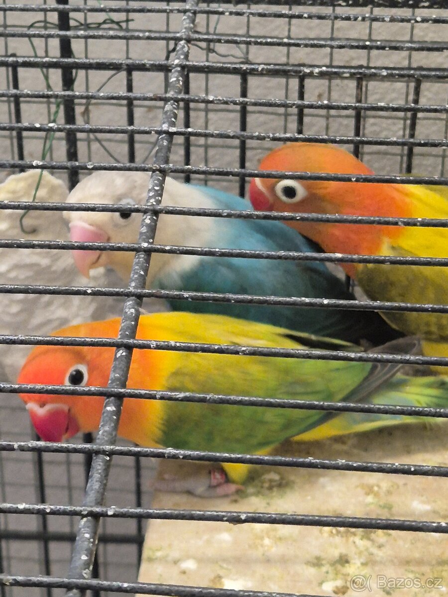 Agapornis fischeri - 2