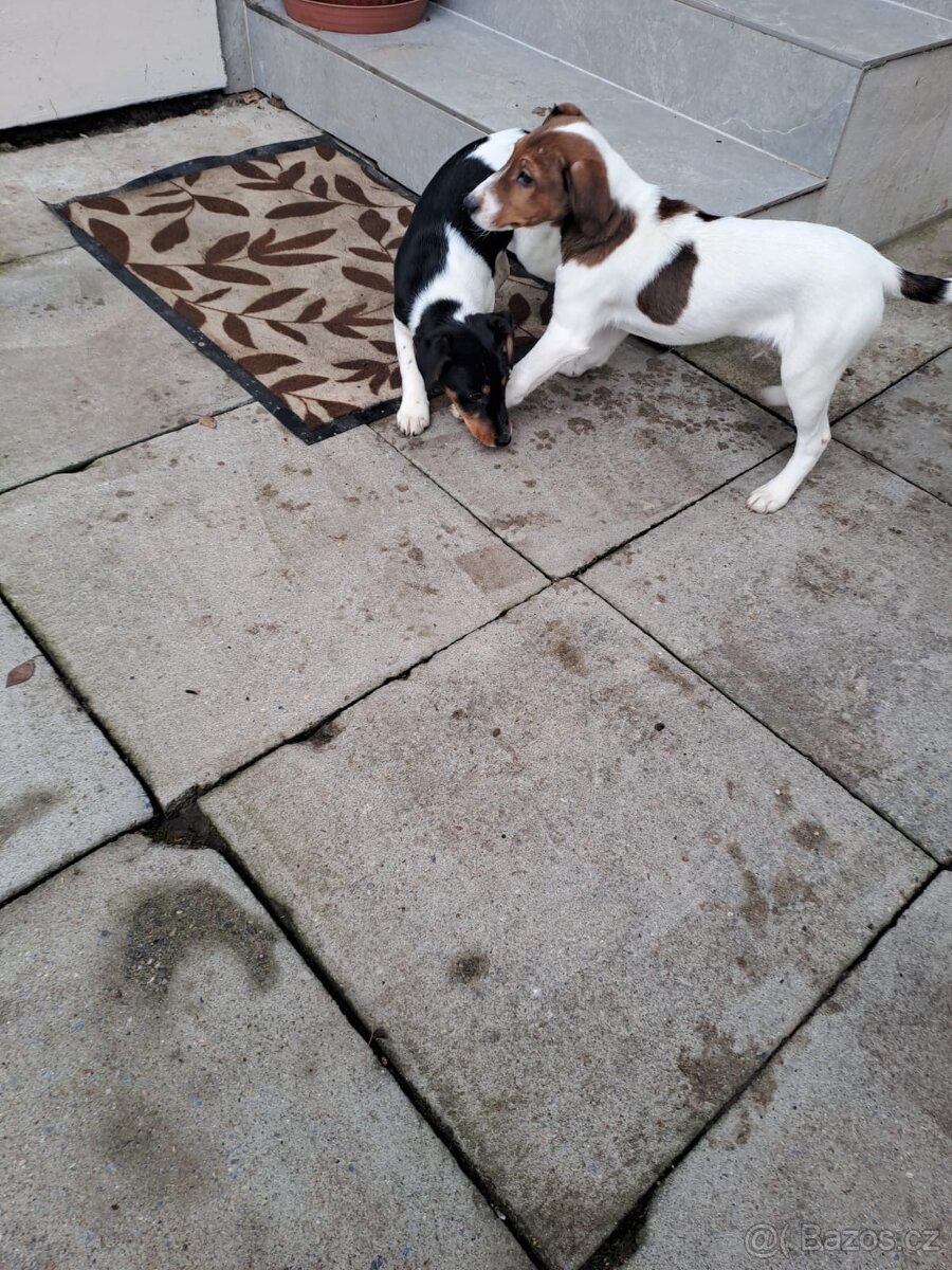 Štěňata hladkosrstých foxteriérů - 2