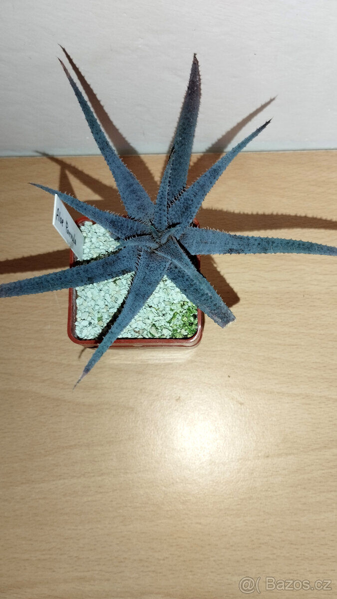 Aloe Parvula ( sukulent ) - 2