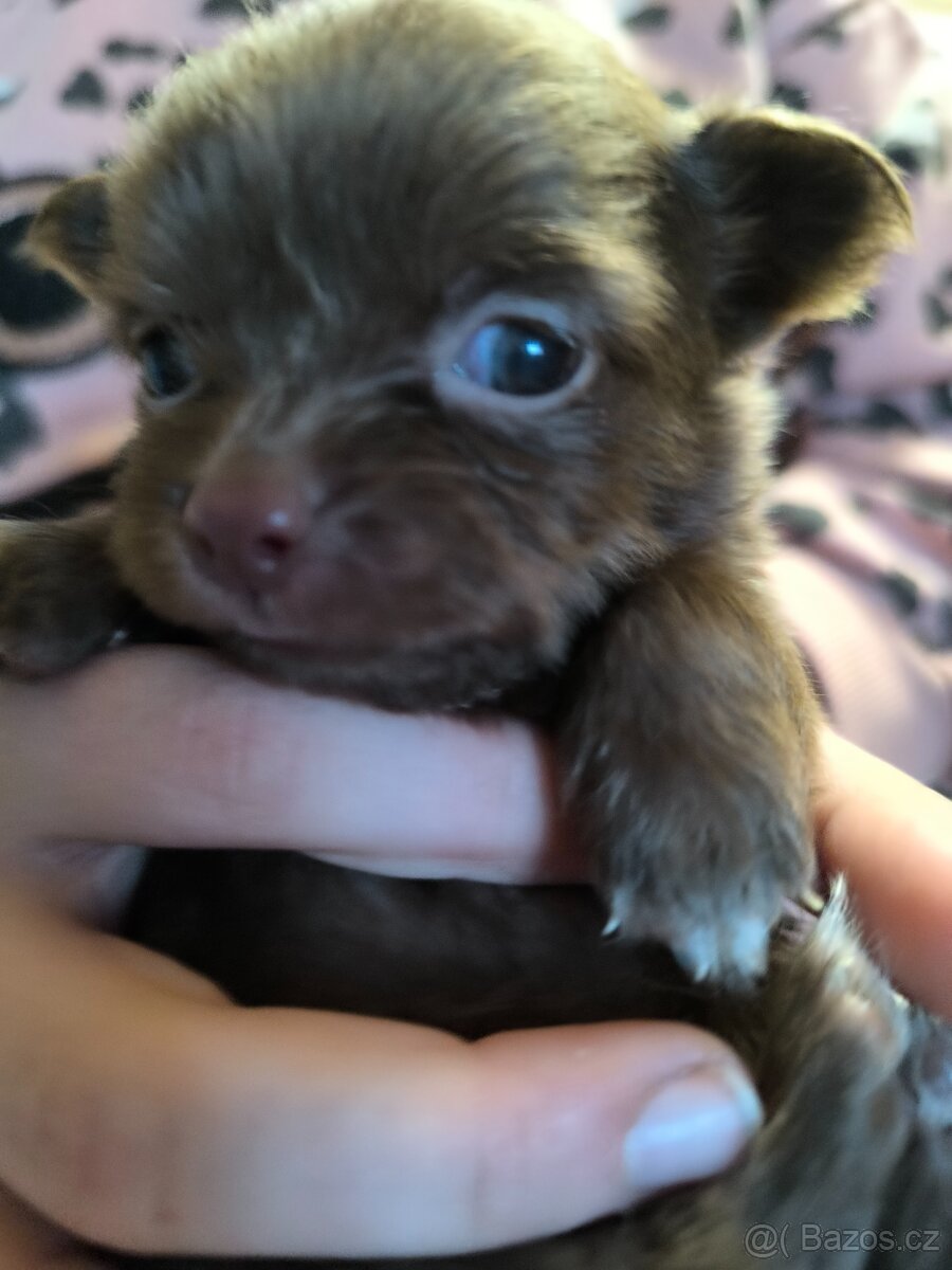 Štěňata čivavy - 2