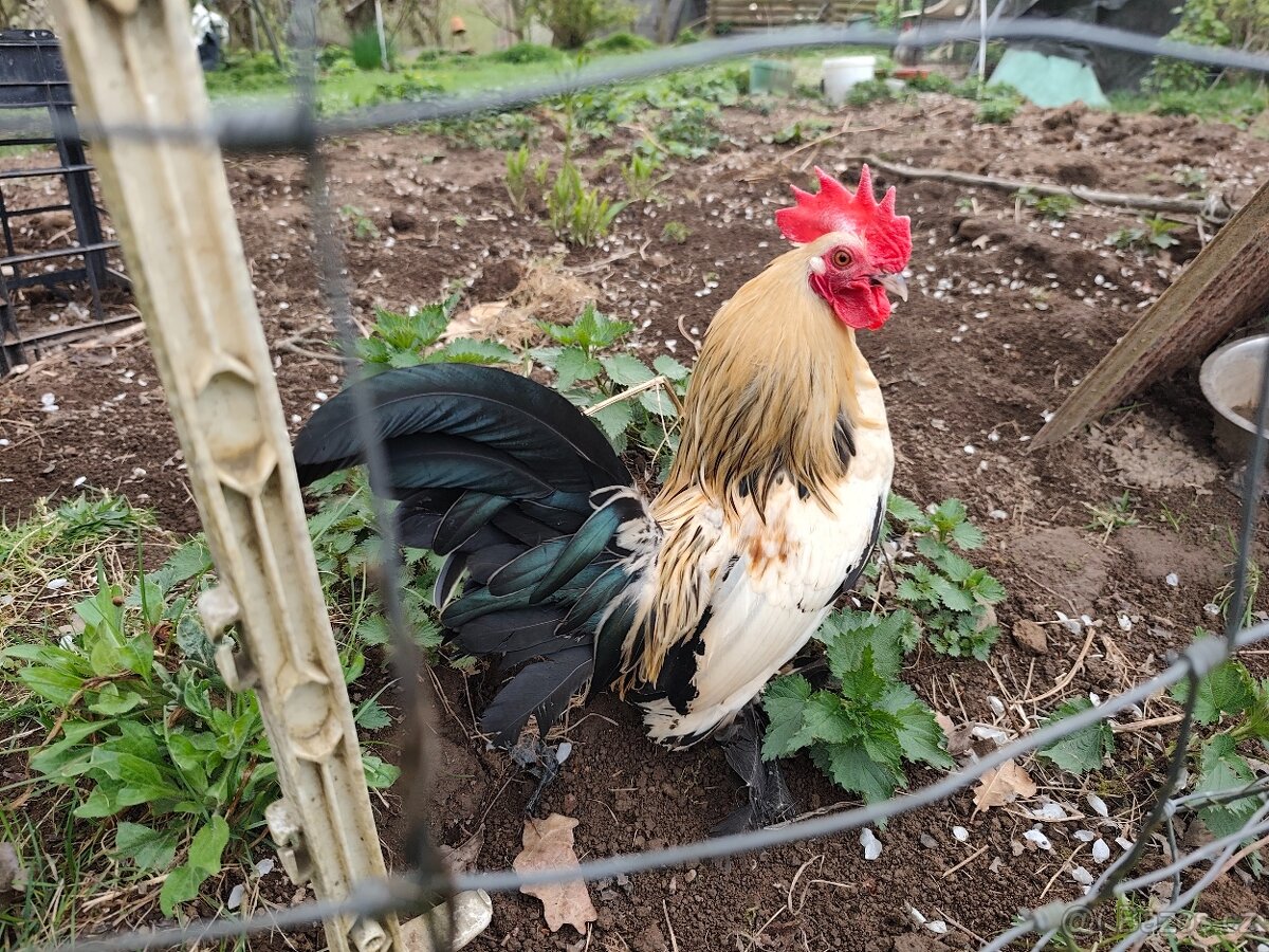 Zakrslá rousná - 2