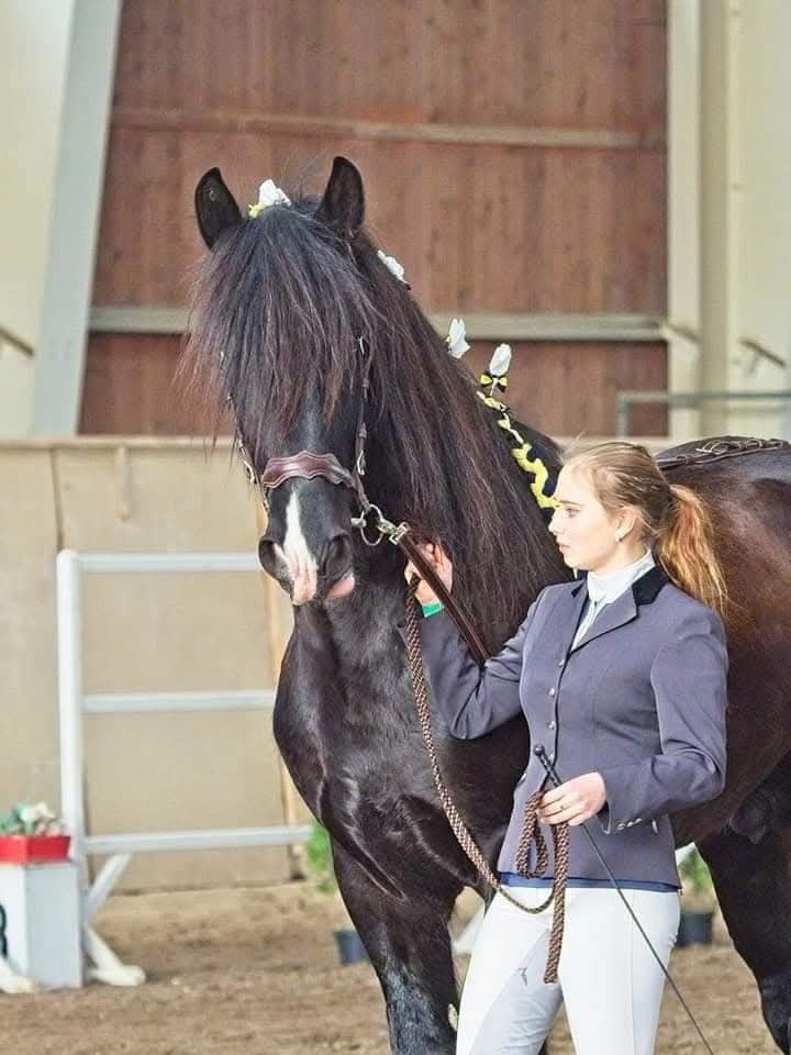 Shire horse hřebec - 2