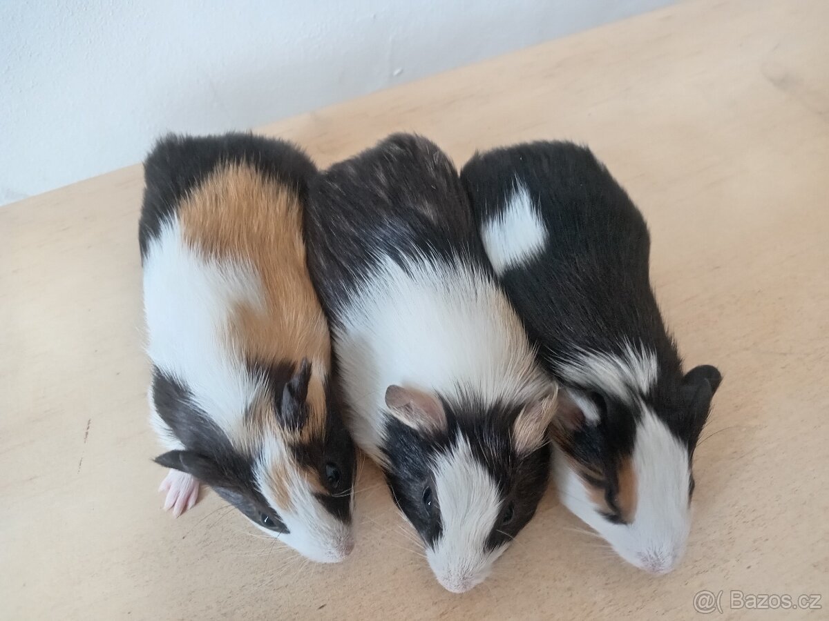 3 krásná morčátka, kluci, mláďata - 2