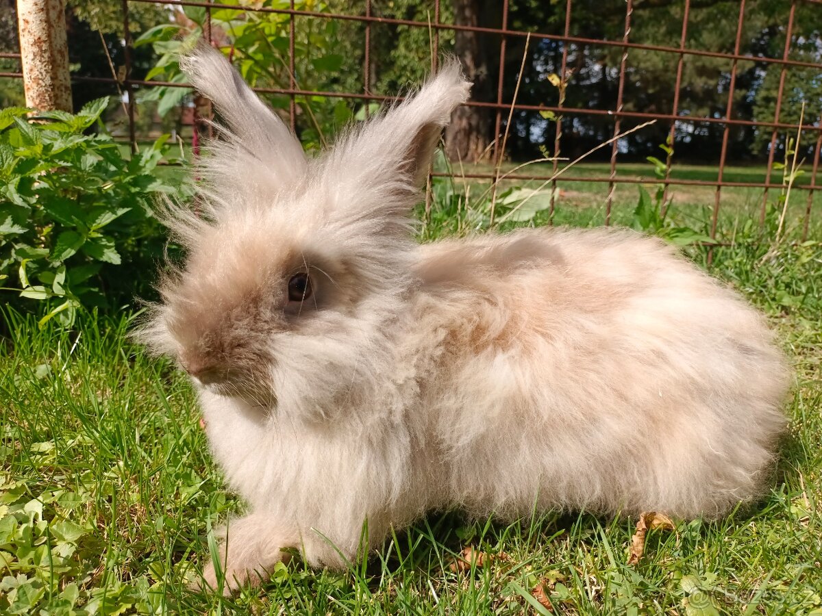 Anglická angora - 2