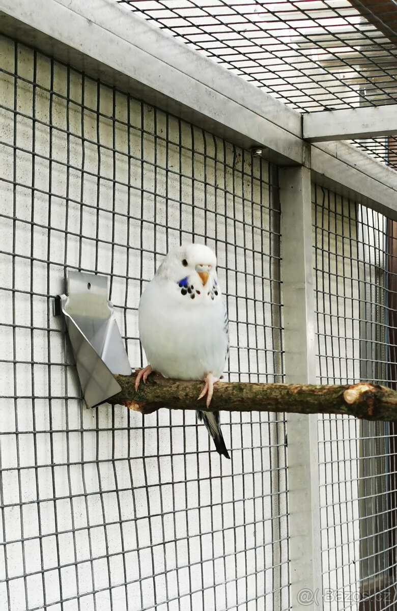 Andulka vlnkovaná TCB modrá řada, TCB krajková - 2