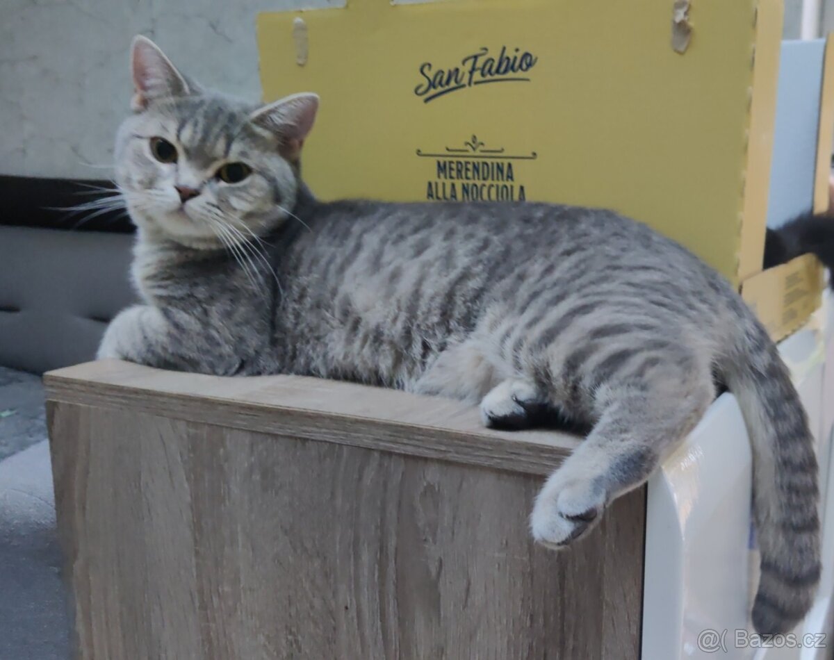 Nabízím kocoura whiskas stříbrný-lila ke krytí - 2