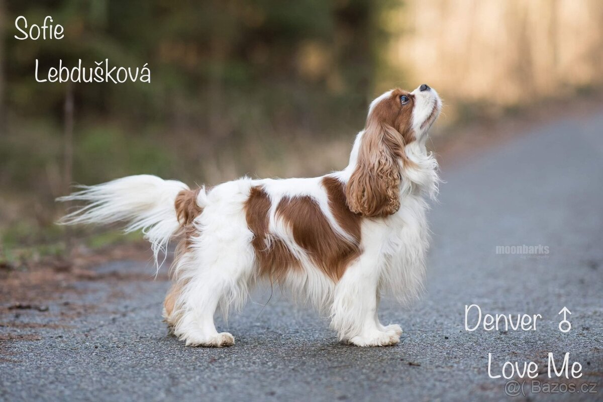 Vánoční štěňátko Kavalír s PP, Praha - 2