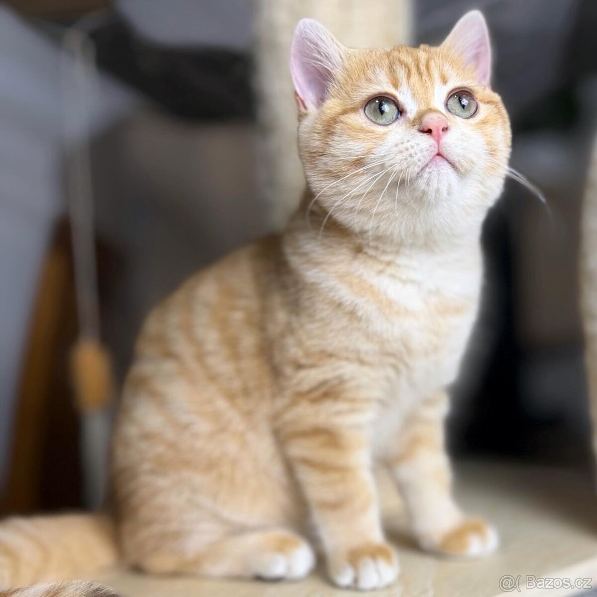 Šokoládově zlatý britský kocourek – zelené oči - 2