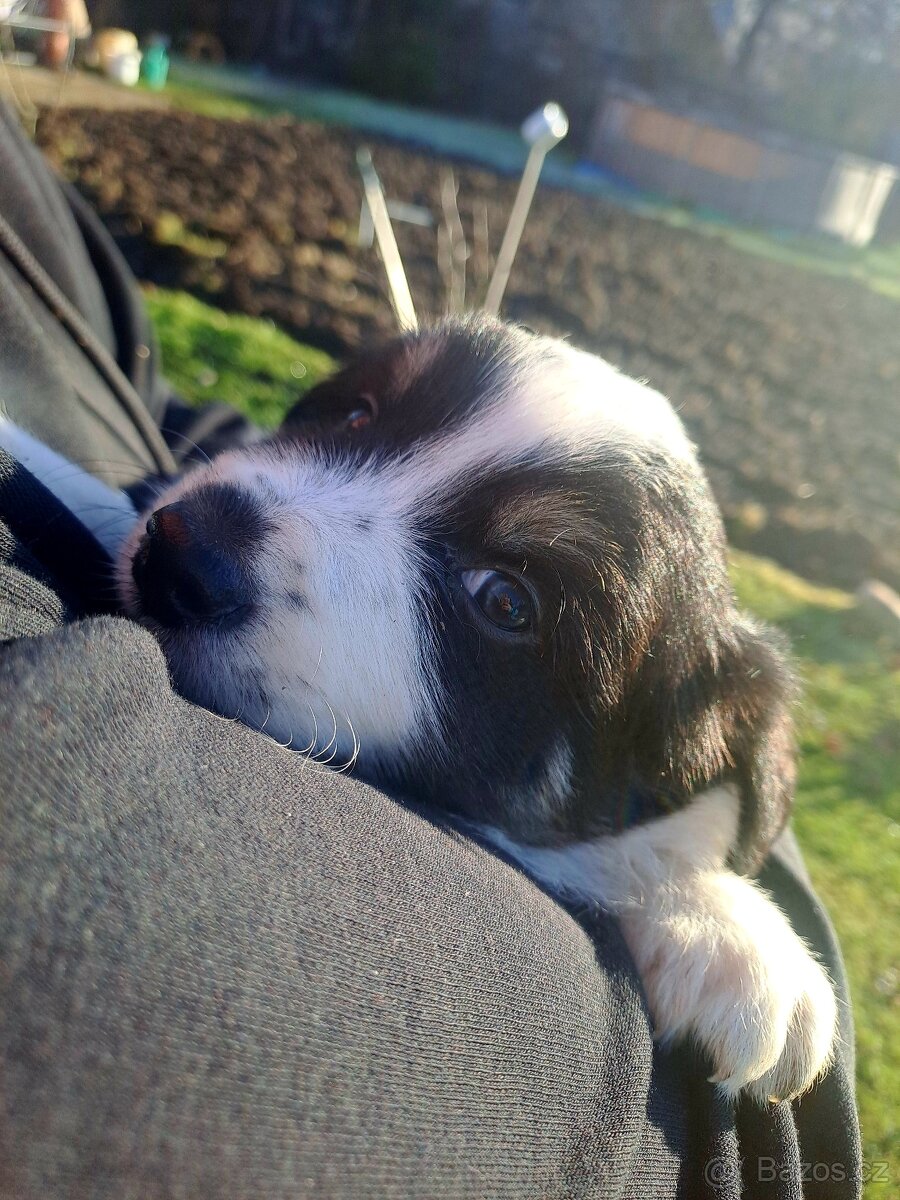 Border kolie šťenátka - 2