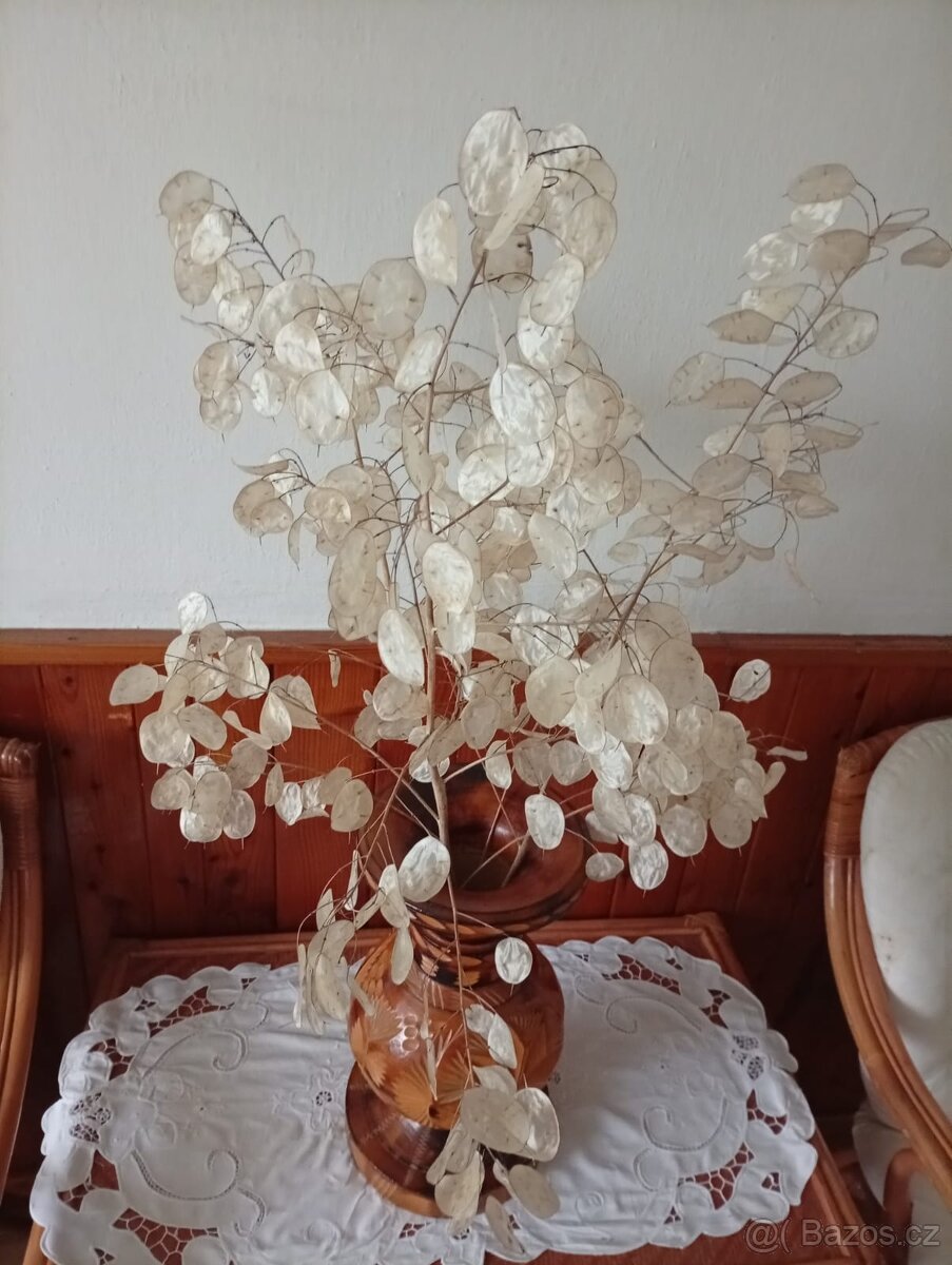 Prodám semena Měsíčnice roční 100 ks - 100 Kč - 2