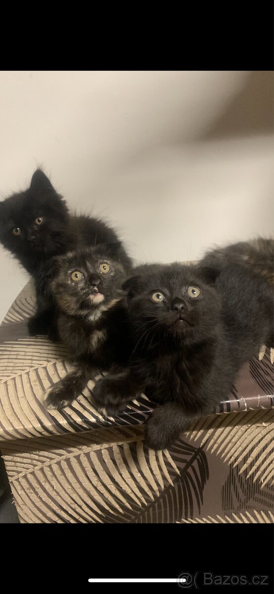 Britská koťátka - 2