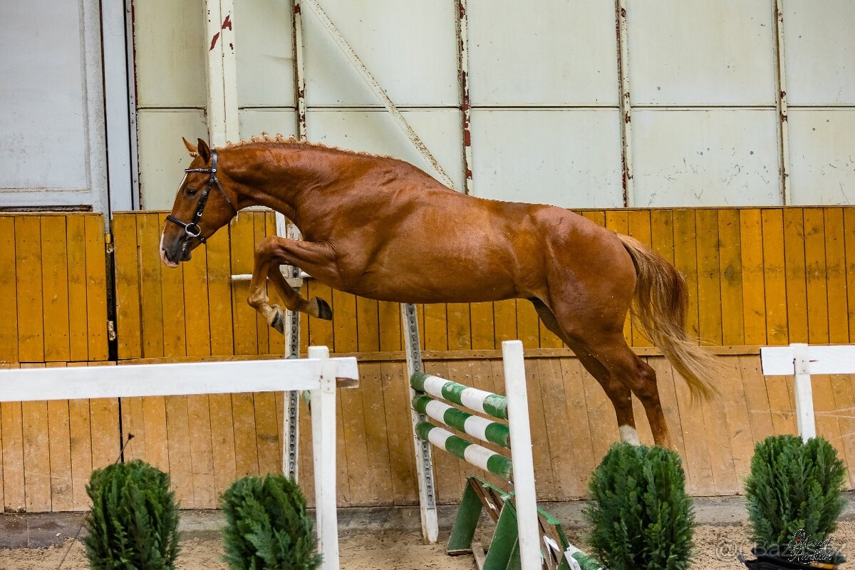 3 letý valach na prodej - 2